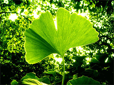 Ginkgo biloba